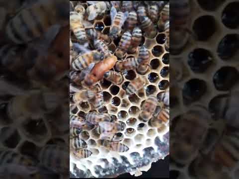 Beekeeping Quimili- Revisando nacimientos de reinas.