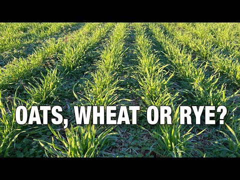 Oats, Wheat or Rye: Which Should You Plant in your Deer Food Plots?