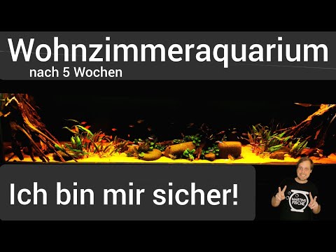 WOHNZIMMERAQUARIUM - Ich bin mir sicher! 5 Wochen nach der Umgestaltung