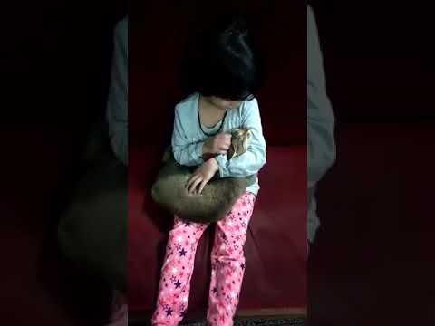 Cat ❤ aarohi playing with her 🐱🐱