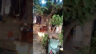 Download lagu sejuk nya perum sakura mp3