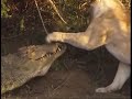 Battle Of Jaws Lions Vs Crocodiles Big Cat Diary BBC Earth