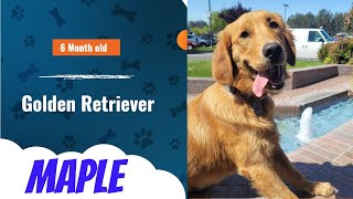 Download Lagu Best Golden Retriever Dog Training | Gilroy, CA | Maple Thumbnail