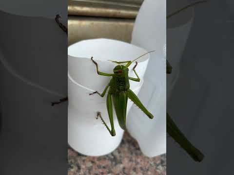 蝗述 蝗門前，環保？蝗塑？