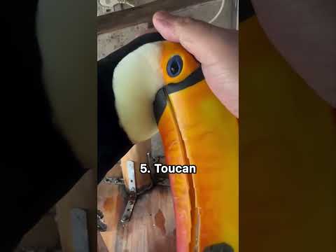 13 bird sounds you probably haven’t heard before