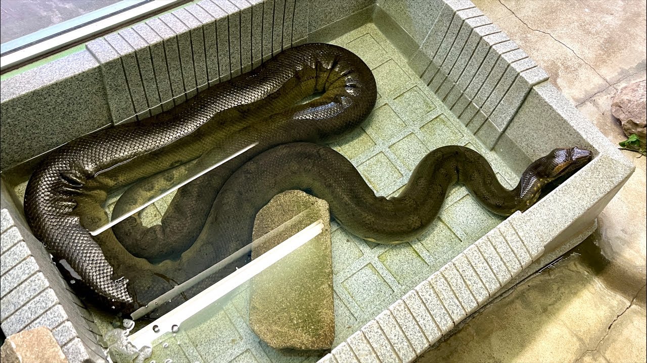 オオアナコンダのおやつ（大蛇のあまり）