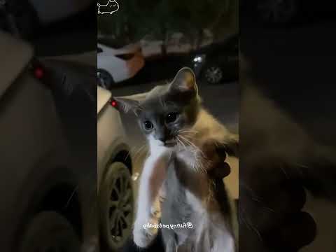 Funny cat video funny animals videos pets funny #funnycat #funnyanimals #cutecat #cats #funnypets