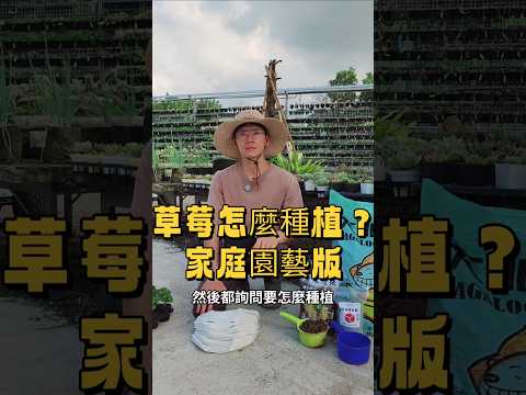 草莓怎麼種植？2025年家庭園藝版分享，邀請新手伙伴參考影片種植方法。＃乎你紅莊園＃一起種草莓✅買大加樂1號椰糠480元，免費送8盆白草莓或是10盆紅草莓。LINELINE客服ID：@a257100