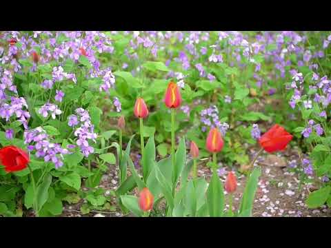 É impossível visitar o Parque Qingdao Zhongshan? Eu olho para suas batidas, eu sigo suas batidas