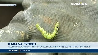 Самшитова вогнівка - небезпека для самшиту