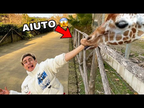 ANTO ANTO È STATO MORSO DA UNA GIRAFFA ALLO ZOO!! *non doveva toccarla*