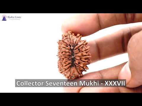 Rudraksha Product Image