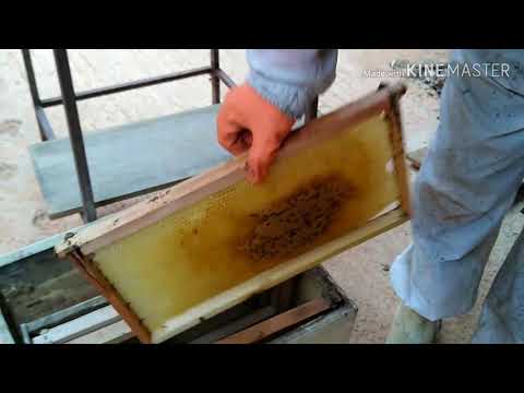 A Chegada de novo Enxame Apis em Minha Casa