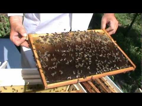 2/4 Continuam cu selectia si imperechierea matcilor nefecundate aduse de la Manastirea Tisa