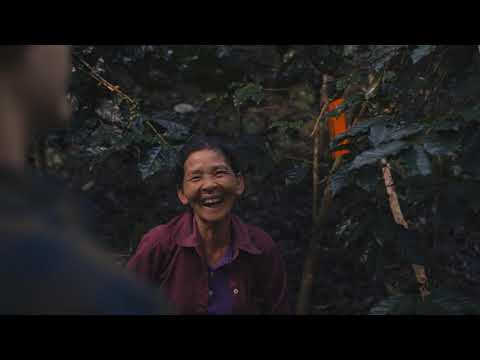 Skugga Estate Coffee Plantation Thailand