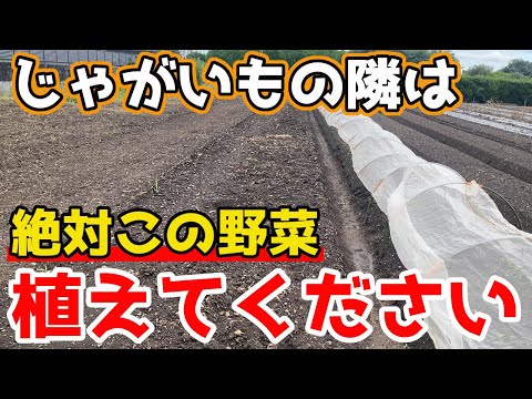 ジャガイモの隣に植えてはいけない植物は何ですか?最悪のコンパニオンプランツの完全なリスト  庭園
