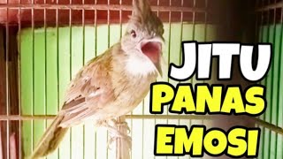 Download lagu Pancingan akurat Cucak Jenggot Medan bahan biar cepat bunyi Gacor koar koar mp3 Download lagu Pancingan akurat Cucak Jenggot Medan bahan biar cepat bunyi Gacor koar koar mp3