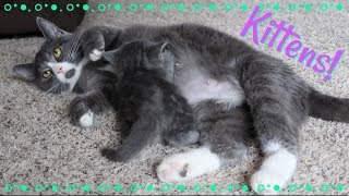 WE HAD KITTENS | 4 Week Old Baby Kittens by Pickles12807