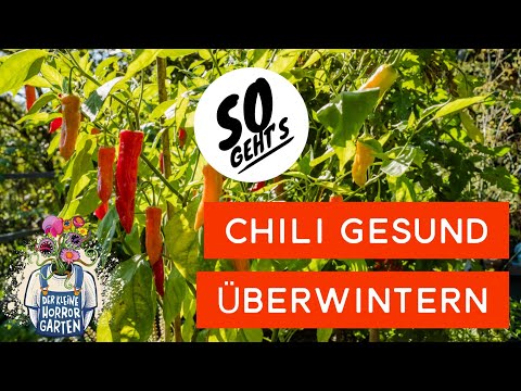Overwintering chili - how your plants survive the winter | the little horror garden