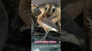 Download lagu Suara burung blibis betina   vol_1 mp3