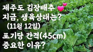 제주도, 배추 생육상태는? / 포기당 간격 45cm 중요하다 