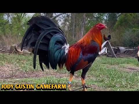 Kelso Penny hatch Greys - JODY GUSTIN FARM