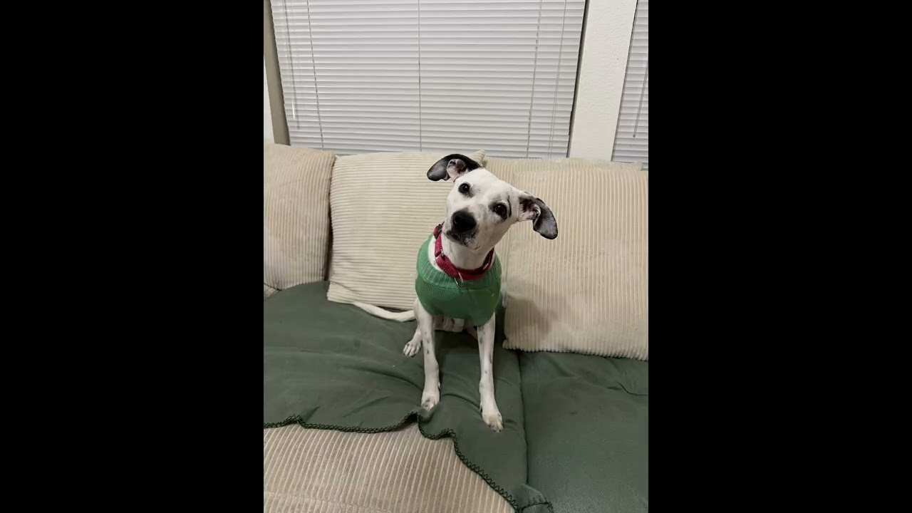 Enlarge Honey Pie - The Social Butterfly, an adopted mixed breed in Seattle, WA video 6/6