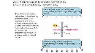 Lipid Anabolism