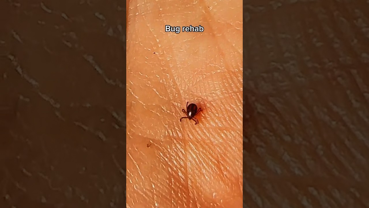 I made a tick-tok about these cute little bunny bugs 😏