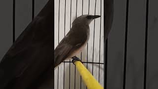 Download lagu Trucukan Betina Ngriwik Memanggil Jantan Pengin Kawin #trucukan #betina  #gacor mp3 Download lagu Trucukan Betina Ngriwik Memanggil Jantan Pengin Kawin #trucukan #betina  #gacor mp3