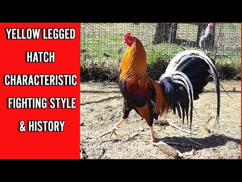 OAKGROVE YELLOW LEGGED HATCH HISTORY