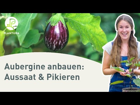 , title : 'Aubergine anpflanzen: Aussaat & pikieren (Anleitung)'