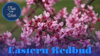 Tree of the Week: Redbud