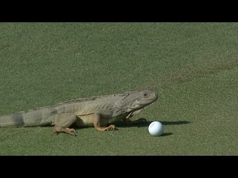 Iguana Tries For Hole in One at PGA Puerto Rico Open Iguana Tries For Hole in One at PGA Puerto Rico Open