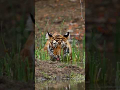 #music #remix #dj # tiger 🐅 wild Animals  # ytshorts #pratyaksha #Anvita