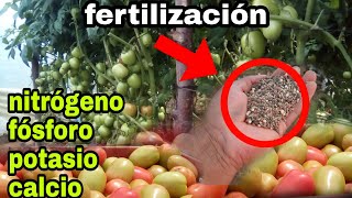fertilización  en el cultivo de TOMATE/ en fase de producción