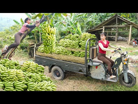 REWIND TIMELAPSE--120 Day Harvest Many Banana Goes To Sell At Countryside Market /Phương's Story