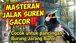 Download lagu MASTERAN JALAK SUREN GACOR‼️ Sekali Dengar Langsung Nyaut & Ikut Bunyi mp3