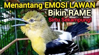 Download lagu SIRTU GACOR MENANTANG LAWAN - BIKIN SIRTU GACOR RAME mp3