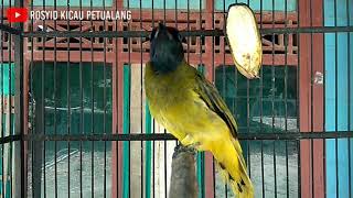 Download lagu Kutilang Sutra Super Gacor Juara Ngerol Nembak Panjang Bikin Kutilang Sutra Bahan Langsung Gacor mp3