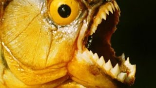 5 TERRIFYING PREDATORS of the Amazon River Basin!