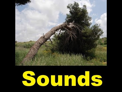 download lagu mp3 mp4 Tree Sound Effects Free, download lagu Tree Sound Effects Free gratis, unduh video klip Tree Sound Effects Free