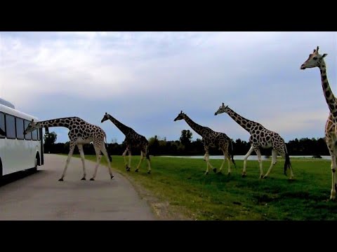 Herd of curious giraffes surround safari tour bus