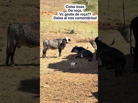 Gonzaga, em Minas Gerais, Revela o Encanto da Vida Simples no Campo