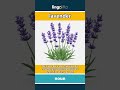 lavender - a plant with small purple f... video thumbnail