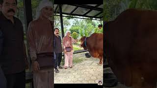 Download lagu Buying 4 Jumbo Cows, Inul Daratista Expresses Gratitude Ahead of Eid al-Adha! mp3 Download lagu Buying 4 Jumbo Cows, Inul Daratista Expresses Gratitude Ahead of Eid al-Adha! mp3