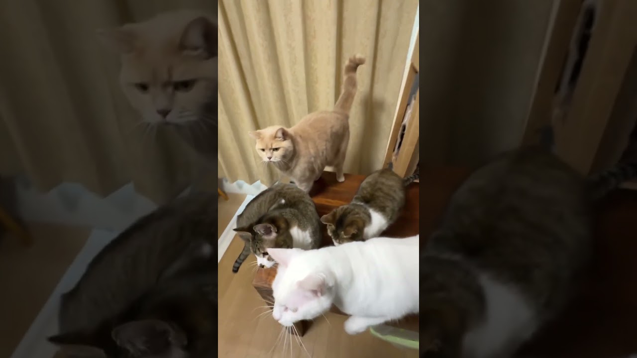 元旦にちゅ～るを食べる猫たち #cat #2026