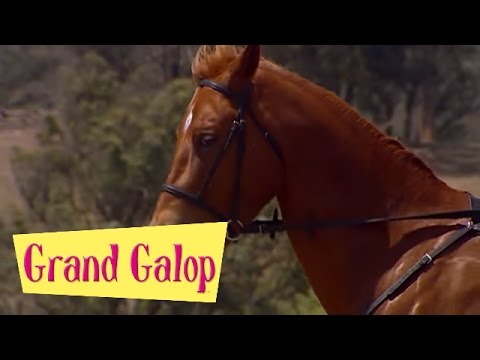 Grand Galop 216 - Cavalier d'un soir | HD | Épisode Complet