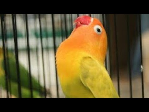 download lagu mp3 mp4 Silahkan Dicoba Lovebird Masteran Handal, download lagu Silahkan Dicoba Lovebird Masteran Handal gratis, unduh video klip Silahkan Dicoba Lovebird Masteran Handal