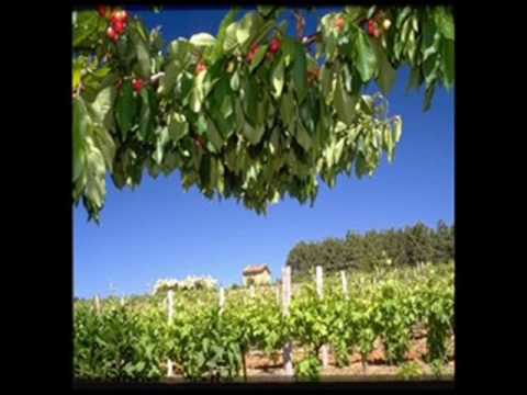 jean morret le vin de chez nous.wmv